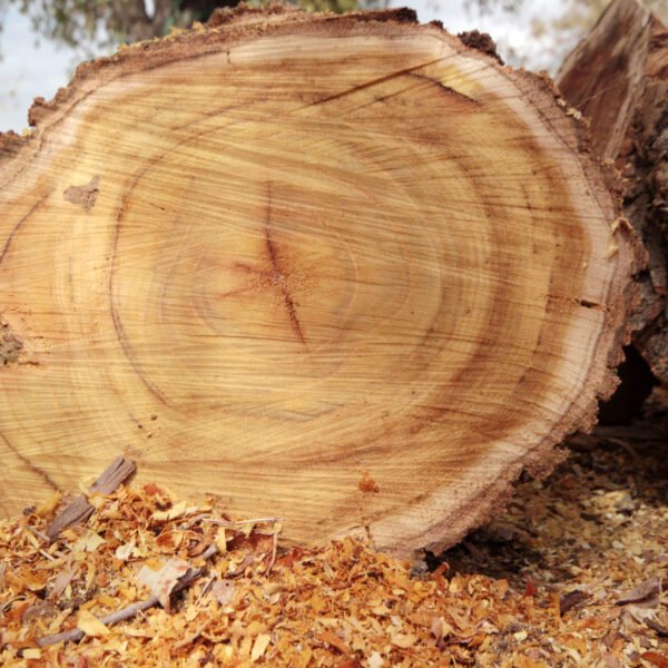 Cross-section of selected solid teak timber